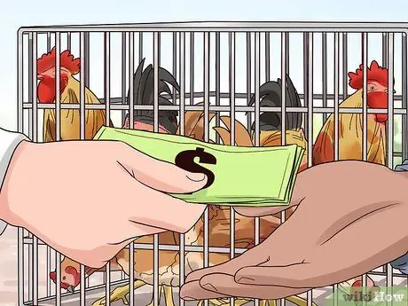 Переделайте своих цыплят, шаг 3