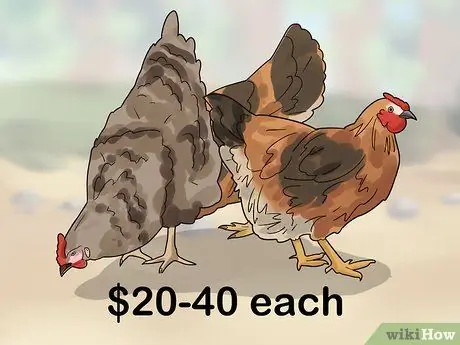 Переделайте своих цыплят, шаг 5