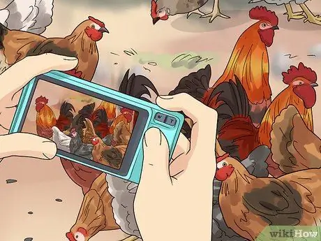 Переделайте своих цыплят, шаг 6