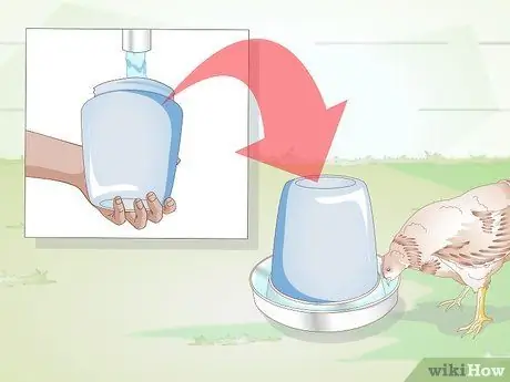 Правильный уход за цыплятами и цыплятами постарше Шаг 10