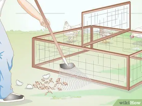 Правильный уход за цыплятами и старшими цыплятами Шаг 11