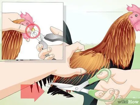 Правильно ухаживайте за цыплятами и цыплятами постарше Шаг 14