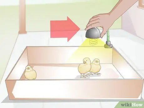 Правильно ухаживайте за цыплятами и цыплятами постарше Шаг 3