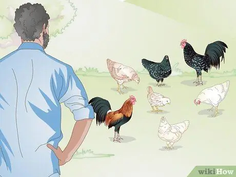 Правильный уход за цыплятами и взрослыми цыплятами Шаг 4