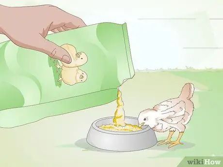 Правильный уход за цыплятами и цыплятами постарше Шаг 8