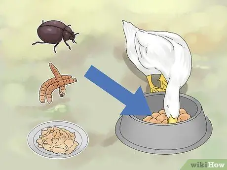 Покормить уток Шаг 10