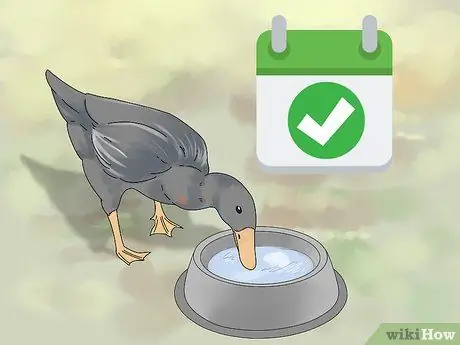 Покормить уток, шаг 2