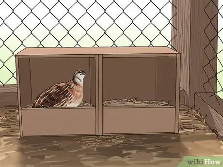 Создайте среду обитания для перепелов Шаг 10