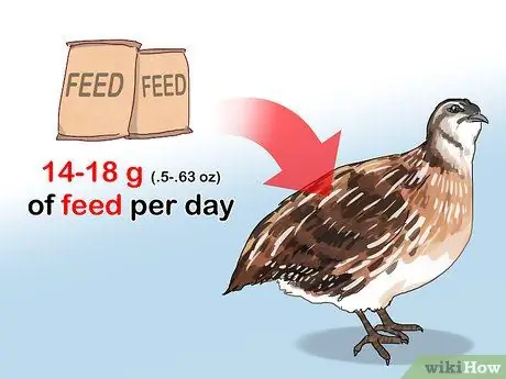 Создайте среду обитания для перепелов Шаг 12