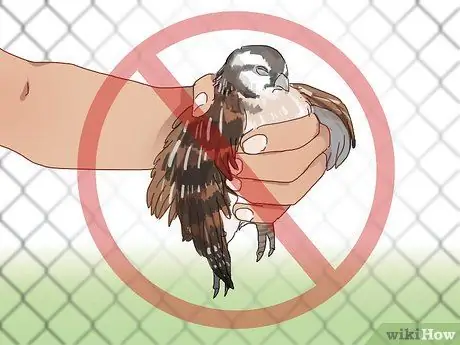 Создайте среду обитания для перепелов Шаг 16