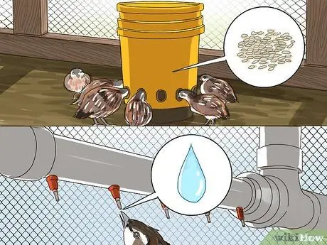 Создайте среду обитания для перепелов Шаг 8