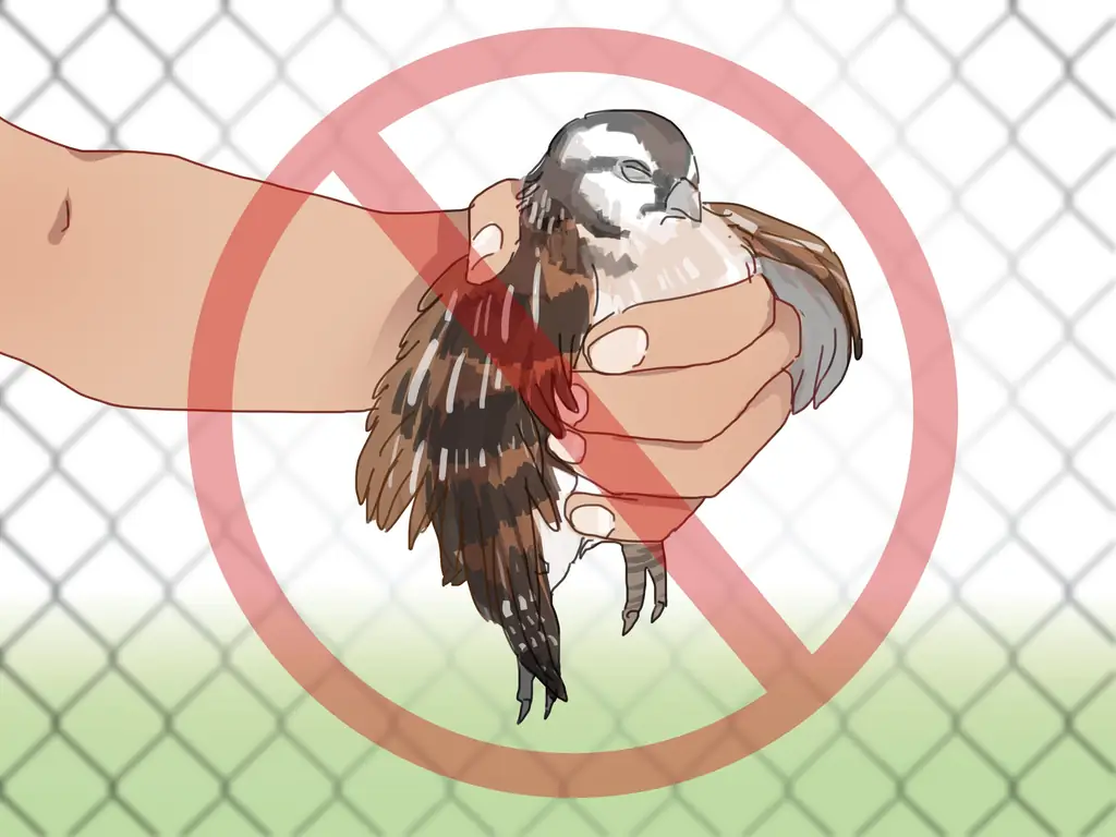 Как создать среду обитания для перепелов (с иллюстрациями)