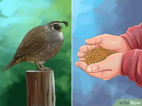 Покормить перепелов, шаг 1