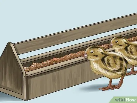 Покормить перепелов Шаг 11