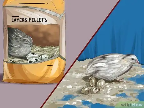 Покормить перепелов Шаг 13