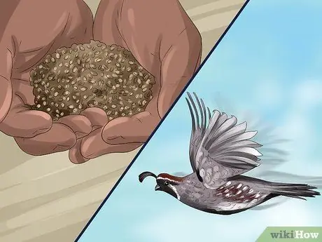 Покормить перепелов Шаг 17