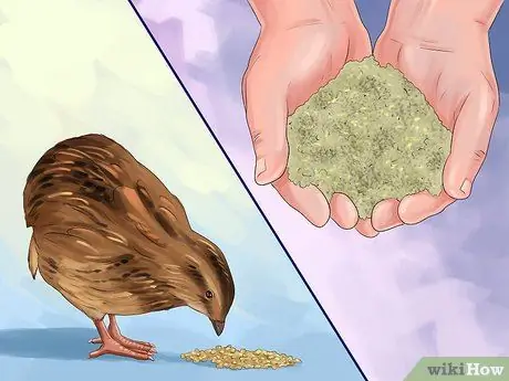 Покормить перепелов, шаг 2