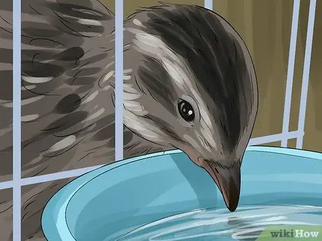 Покормить перепелов Шаг 4