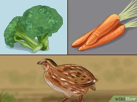 Покормить перепелов Шаг 7