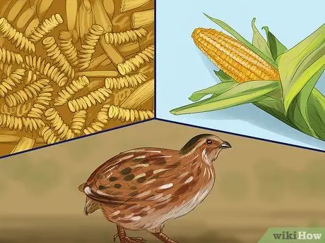 Покормить перепелов Шаг 8