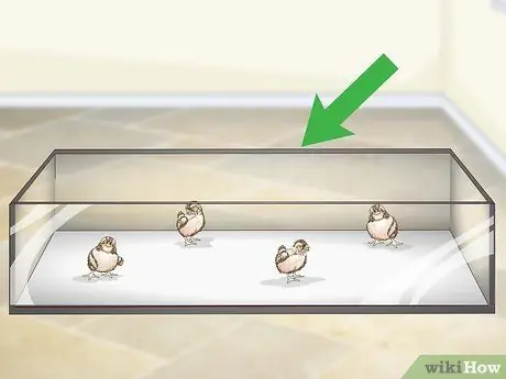 Уход за птенцами перепелов Шаг 1