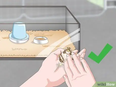 Уход за цыплятами перепелов Шаг 13