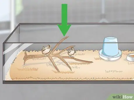 Уход за цыплятами перепелов Шаг 14