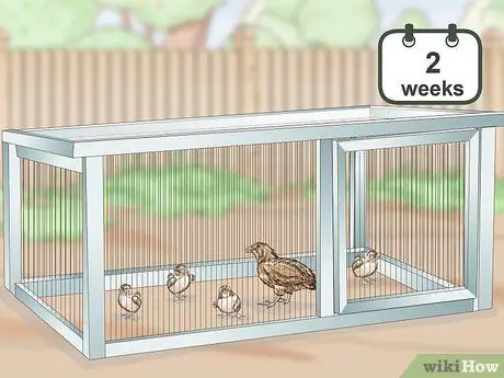 Уход за цыплятами перепелов Шаг 15