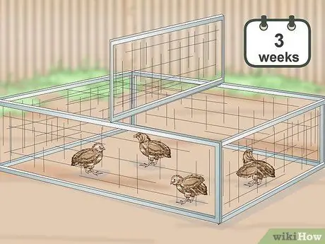 Уход за цыплятами перепелов Шаг 17