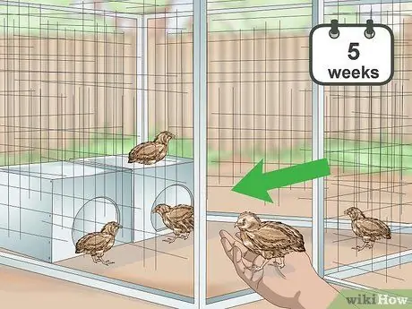 Уход за цыплятами перепелов Шаг 18