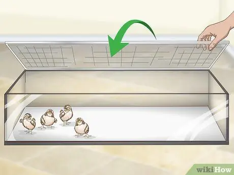 Уход за цыплятами перепелов Шаг 2