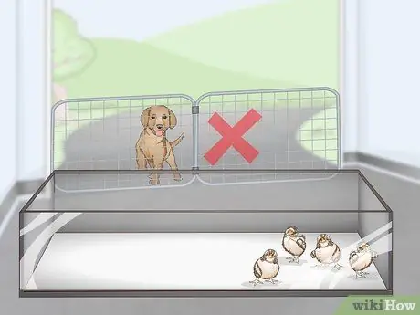 Уход за цыплятами перепелов Шаг 3