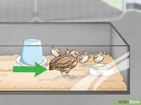 Уход за цыплятами перепелов Шаг 6