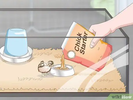 Уход за цыплятами перепелов Шаг 9