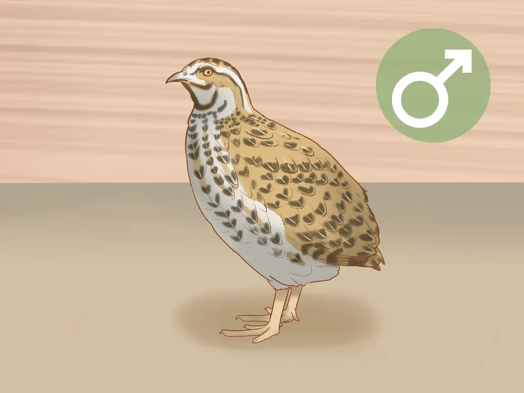 Как приготовить перепелов для откладывания яиц: 13 шагов (с иллюстрациями)