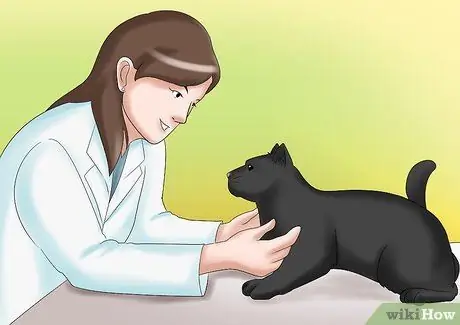 Уход за кошкой с почечной недостаточностью Шаг 1 Уход за кошкой с почечной недостаточностью Шаг 1