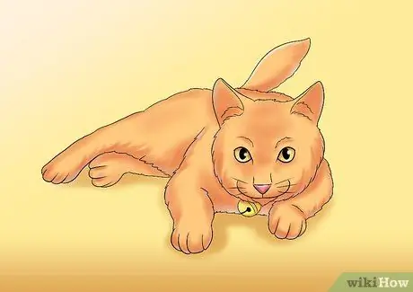 Уход за кошкой с почечной недостаточностью Шаг 10 Уход за кошкой с почечной недостаточностью Шаг 10
