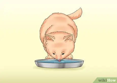 Уход за кошкой с почечной недостаточностью Шаг 5 Уход за кошкой с почечной недостаточностью Шаг 5