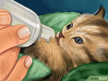 Кормите новорожденных котят коммерческим заменителем молока, шаг 10