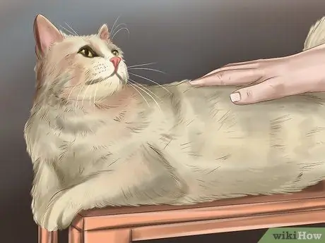 Deworm Cats Step 13 Deworm Cats Step 13