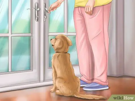 Приучите пожилую собаку к дому, шаг 5