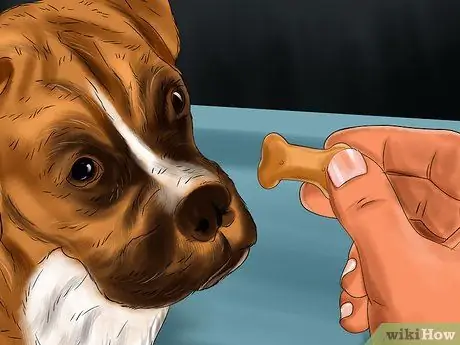 Приучите собаку ходить или пятиться без удушающей цепи Шаг 7