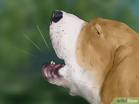 Остановить лая щенка Шаг 6