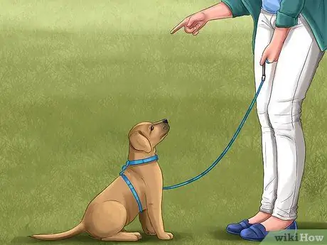 Знакомство с дрессировкой нового щенка Шаг 4