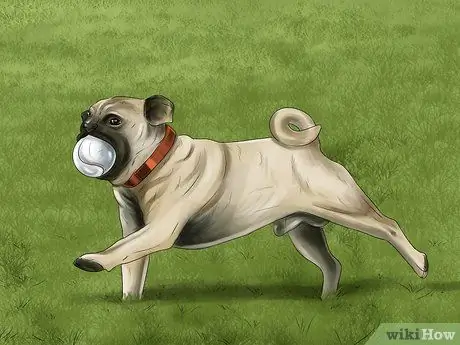 Будьте хороши с маленькими собаками Шаг 7