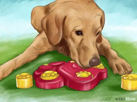 Уход за маленькой собакой Шаг 13