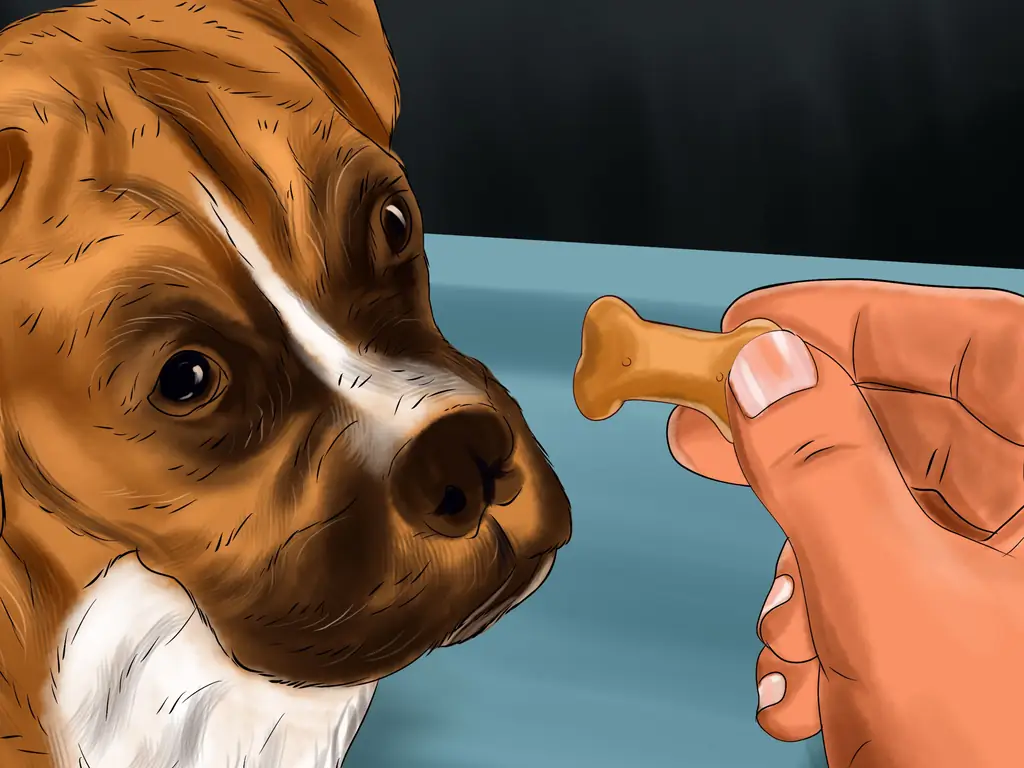 3 способа не дать маленькой собаке лаять на вас