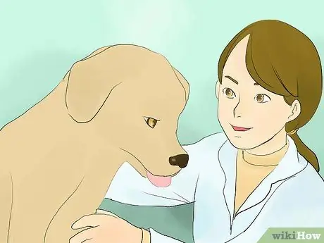 Успокойте гиперактивную собаку Шаг 12