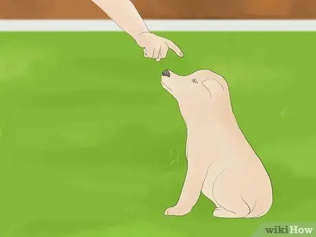 Успокойте гиперактивную собаку Шаг 2