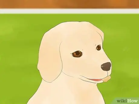 Успокойте гиперактивную собаку Шаг 3